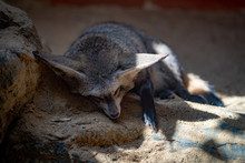 Sleeping Fennec Fox