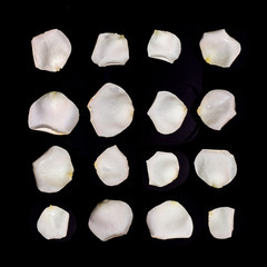 White rose petals on black background