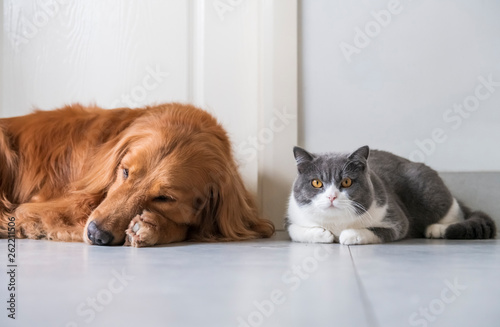 British Short Haired Cats And Golden Retriever Dogs Get Along