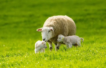 Lambing time.  Texel Ewe (female sheep) with her two newborn lambs in Springtime.  Lush green meadow in the Yorkshire Dales, England. UK