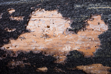 Burnt tree bark. Closeup of partially burnt tree bark