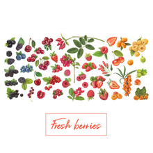 Fresh Berries Hand Drawn Vector Illustration