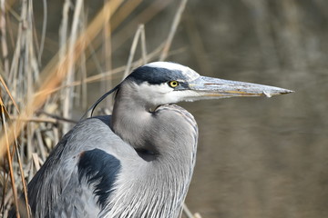 Wall Mural - Great Blue Heron Thoughts