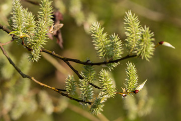 Canvas Print - The willow flower with a drop of morning dew.