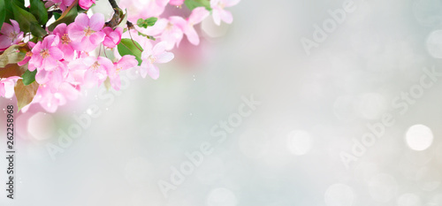 Spring tree flowers