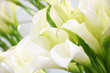 Leinwanddruck Bild - Many blooming white callas flowers close up with copy space. Group of Calla lilies close up, light blooming wedding background. Floral pattern. Abstract background.