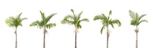 A Row Of Palm Trees Isolated On White Background
