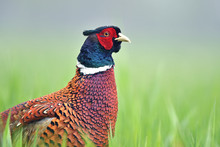 Close Up Of Male Pheasant In A Grass