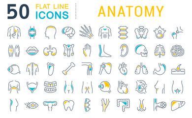 Poster - Set Vector Line Icons of Anatomy