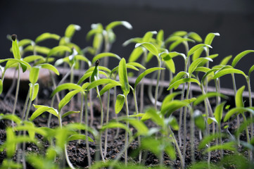 Growing seedlings sweet peppers