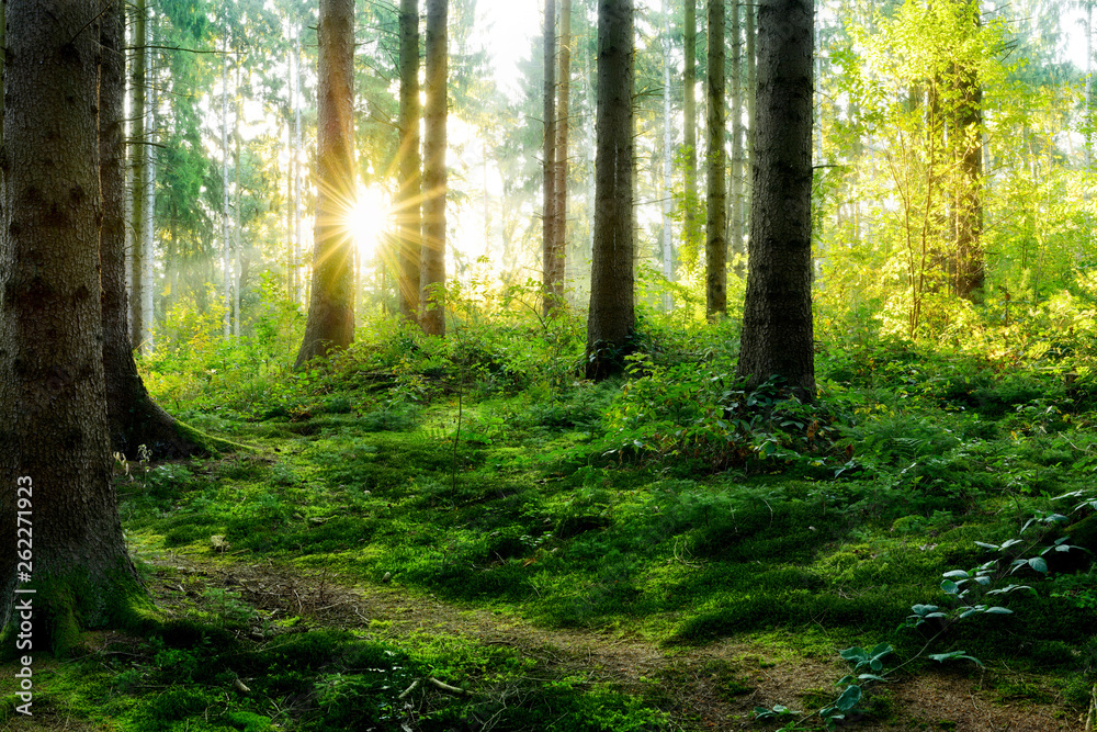 Beautiful forest in spring with bright sun shining through the trees - obrazy, fototapety, plakaty 