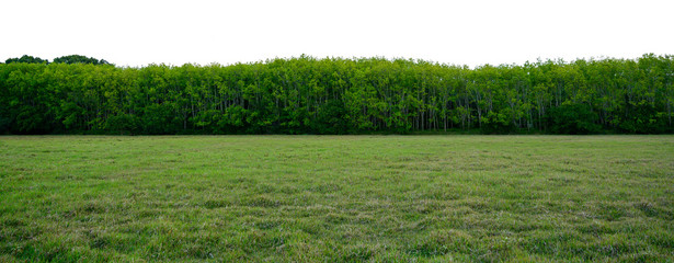 Fotomurales - Panorama tree White background Banner