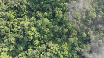 Wall Mural - Rainforest (rain forest) jungle and clouds aerial footage