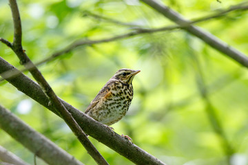 Wall Mural - Redwing (Turdus iliacus, musicus)