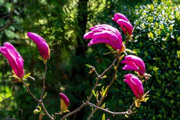 Large pink flowers and buds Magnolia Susan (Magnolia liliiflora x Magnolia stellata) on green boxwood Buxus sempervirens  in spring garden background. Selective focus. Nature concept for spring desig