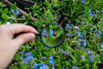 Ladybug sitting on flower through a magnifying glass