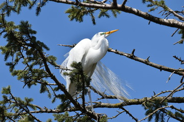 Wall Mural - Great Egret in the pines