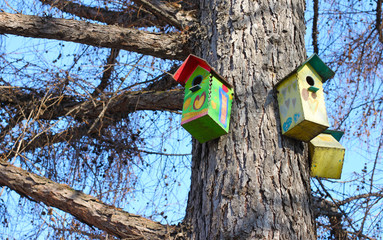 Three colorful birdhouses: green and yellow with hearts, on the trunk of an old larch in the Park on the background of branches with cones and blue spring sky.