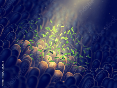 Fotografía Intestinal bacteria, Gut flora health