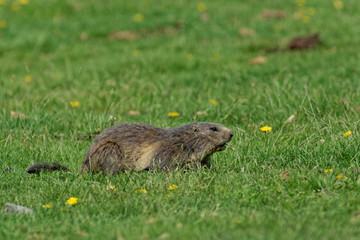 Wall Mural - Marmotte des Pyrénées