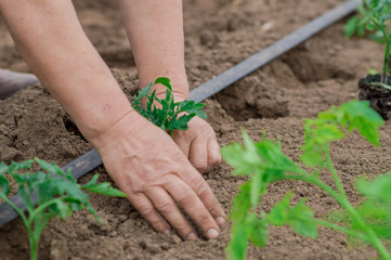 Wall Mural -  A farmer plants a young tomato plant. Plant tomato seedlings in an organic garden.