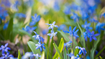 Close-up of tender flowers of blue spring scilla siberica on nature forest background, selective soft focus