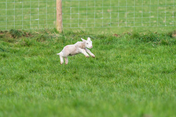 Wall Mural - Lamb playing.