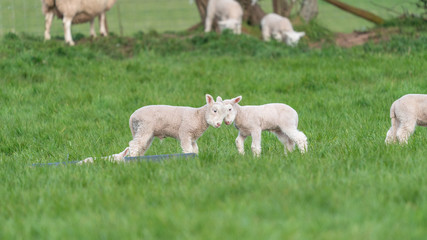 Wall Mural - Lambs playing.