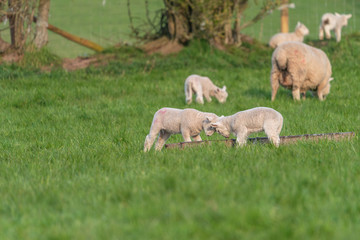 Wall Mural - Lambs playing.