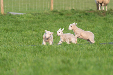 Wall Mural - Lambs playing.