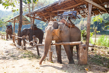 elephants being held captive in an elephant camp  Chiang Mai