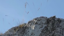 Wild Grasses Blow In Wind On Top Of Rock