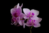 Fototapeta Storczyk - orchid flower