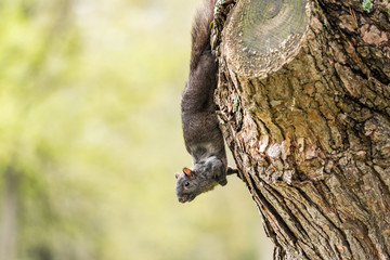 cute grey squirrel cling on the tree trunk with rough bark surface in the park with blurry green background