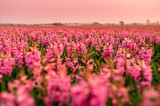 Fototapeta Tulipany - Close up of a purple hyacinth field with pink sky