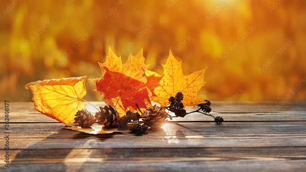 autumn leaves in sunshine. beautiful autumn composition. maple leaves and cones on rustic wood background. fall season concept. Autumn mood background. copy space, soft selective focus - obrazy, fototapety, plakaty 
