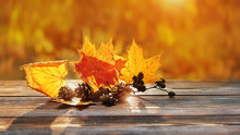Autumn Leaves In Sunshine. Beautiful Autumn Composition. Maple Leaves And Cones On Rustic Wood Background. Fall Season Concept. Autumn Mood Background. Copy Space, Soft Selective Focus