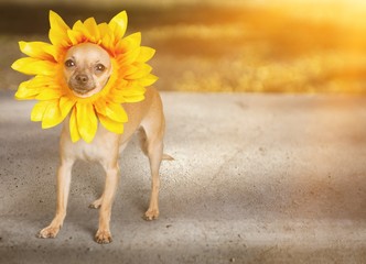 Chihuahua dog  in cute flower headwear on a white background