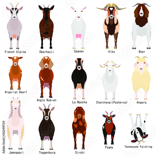 goats chart with breeds name - Buy this stock vector and explore ...