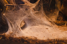 A Thick Spiral Spider Web In The Bottom Of The Desert Cave. 