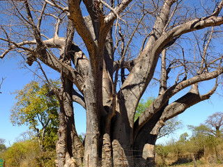 Wall Mural - Baobab, Africa