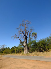 Wall Mural - Baobab, Africa