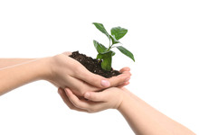 Hands Of Woman And Child With Young Plant On White Background