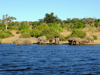 Wall Mural - Botswana, Zambezi River, Africa, Safari & Cruise