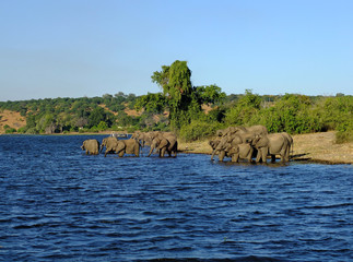 Wall Mural - Botswana, Zambezi River, Africa, Safari & Cruise