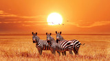 Fototapeta Zebra - African zebras at beautiful orange sunset in the Serengeti National Park. Tanzania. Wild nature of Africa.