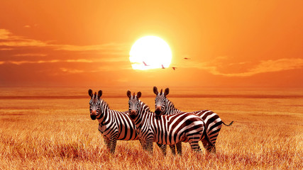 Wall Mural - african zebras at beautiful orange sunset in the serengeti national park. tanzania. wild nature of a