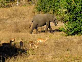 Wall Mural - Botswana, Africa, Safari