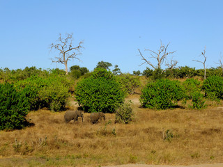 Wall Mural - Botswana, Africa, Safari