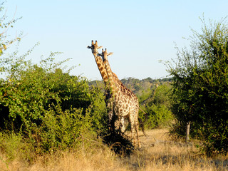 Poster - Botswana, Africa, Safari